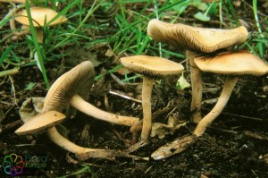 Fluweel leemhoed Agrocybe putaminum